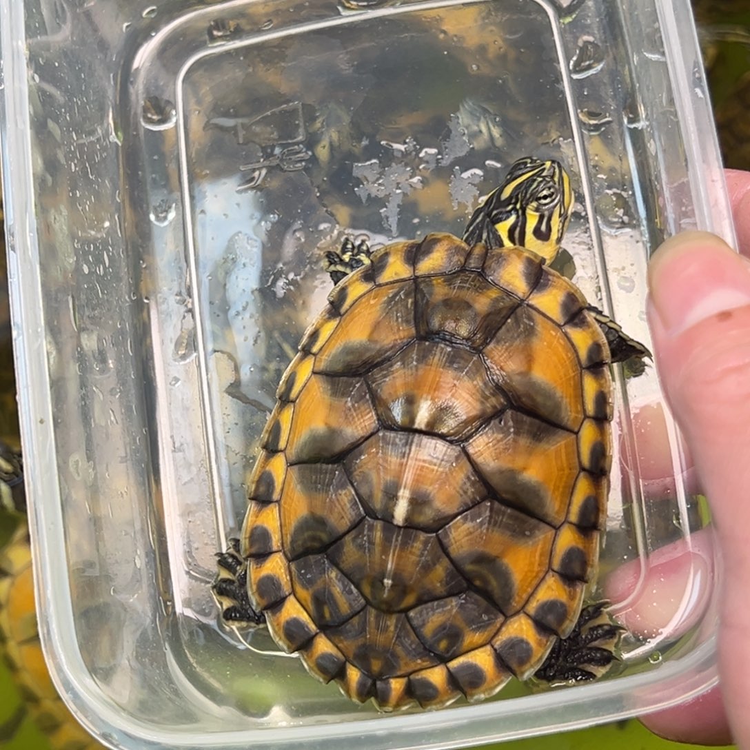 火焰龟母超新星基因母