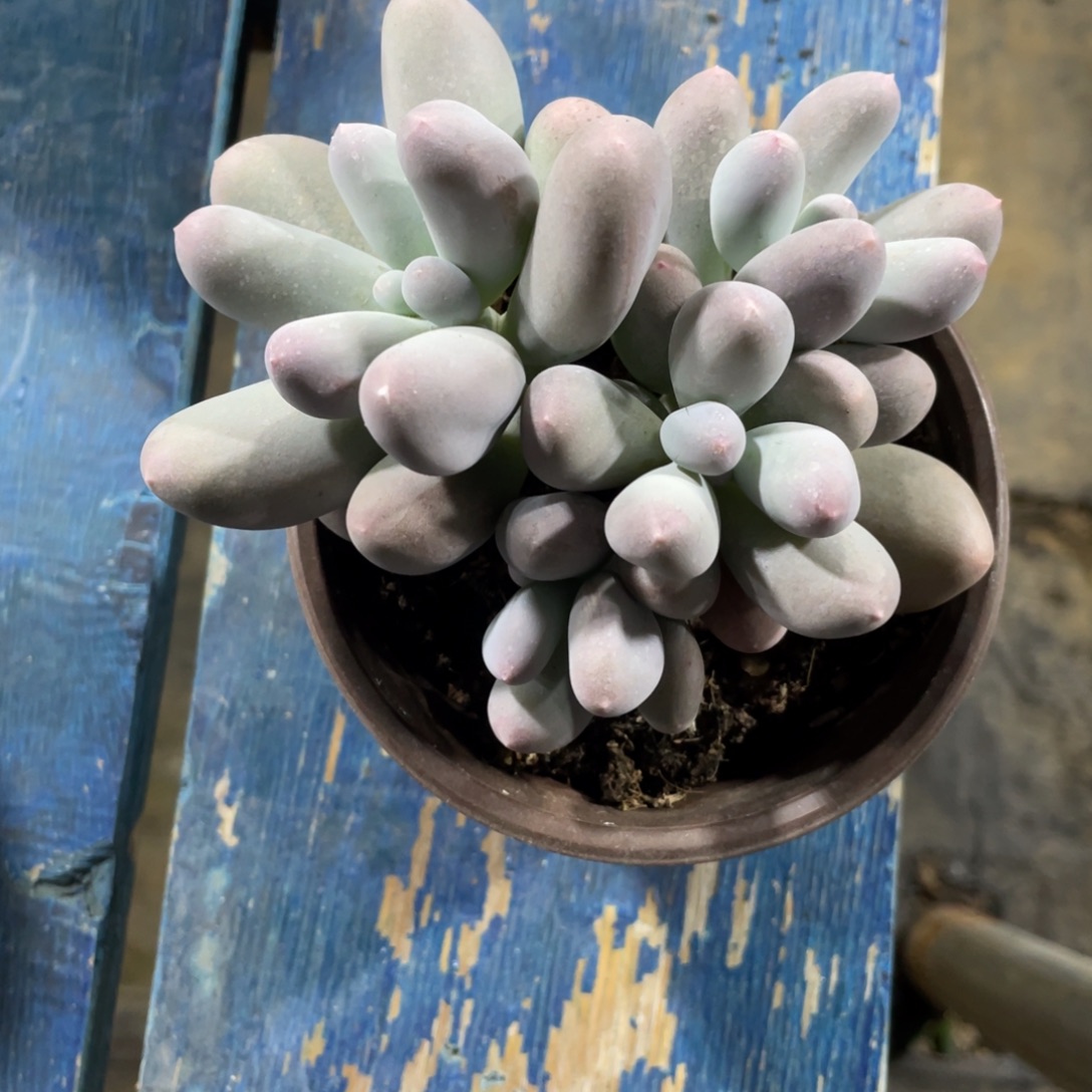 米可一物一拍中通快递