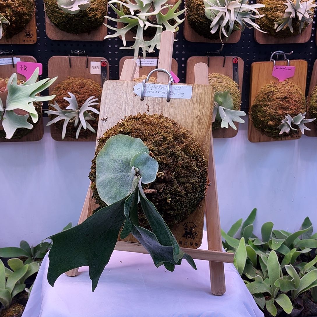 tonkla 野银 丘比特之翼 肚疼