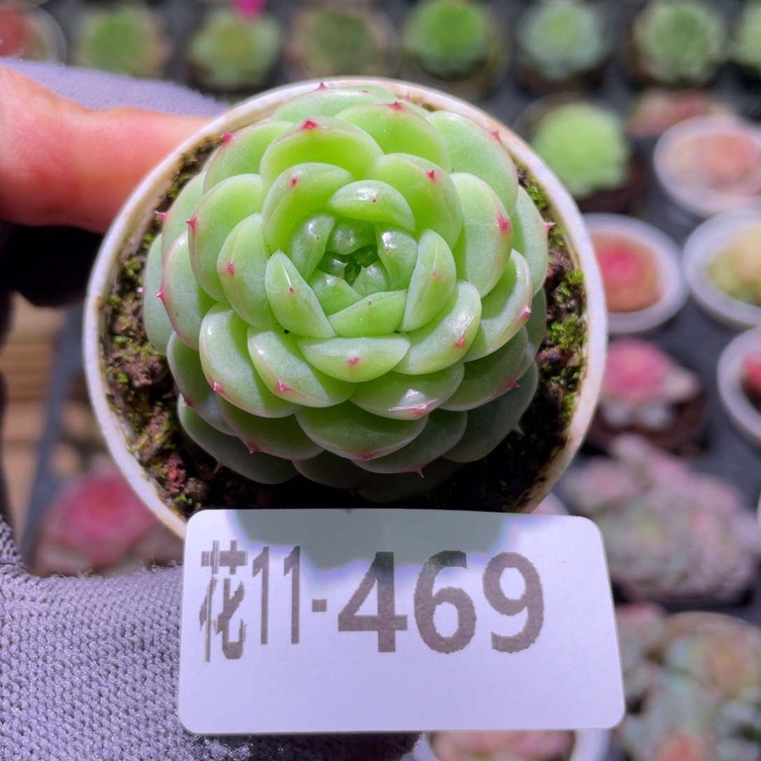 花利美11-469珍妮 