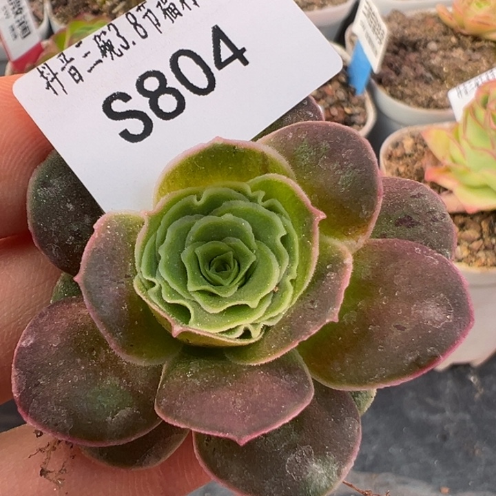 三碗804 帕系不知名女神节福利多肉