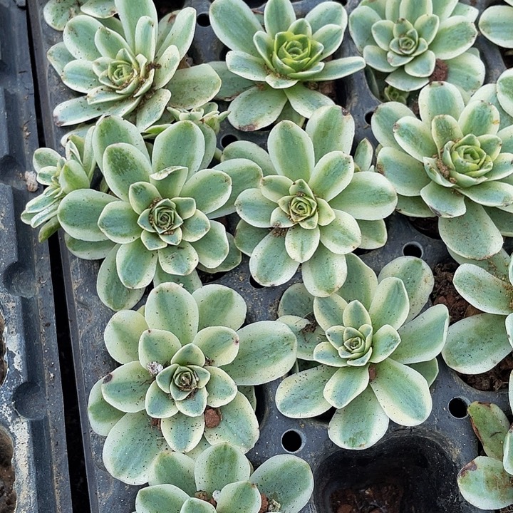 玫瑰锦2.8带土发货