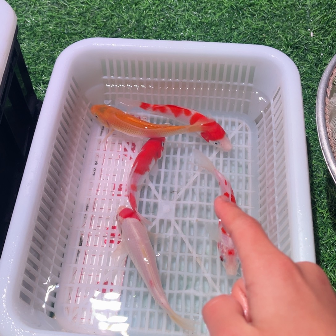 锦鲤锦鲤观赏鱼666