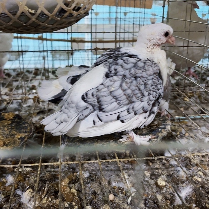 问***禹15天中国大陆淑女半毛2只