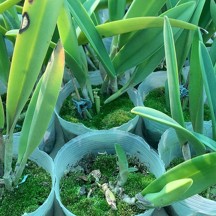 完全开放原种白拉索安徳烈大小5苗