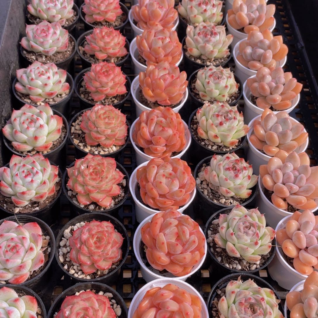 量拍82号 精美组合单头5个