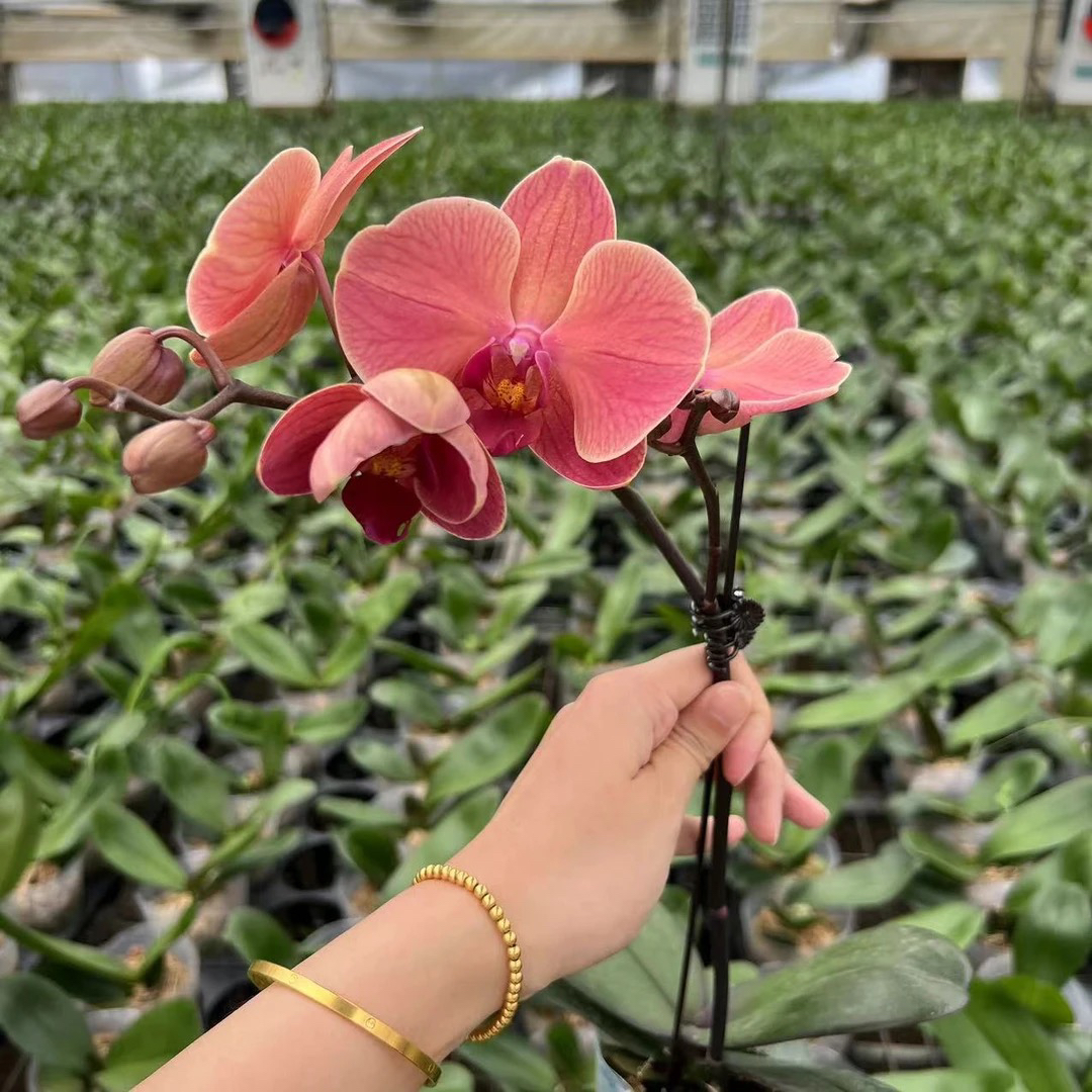 蝴蝶兰【欧品纳博讷】3.0加高出剑苗 复古色首选