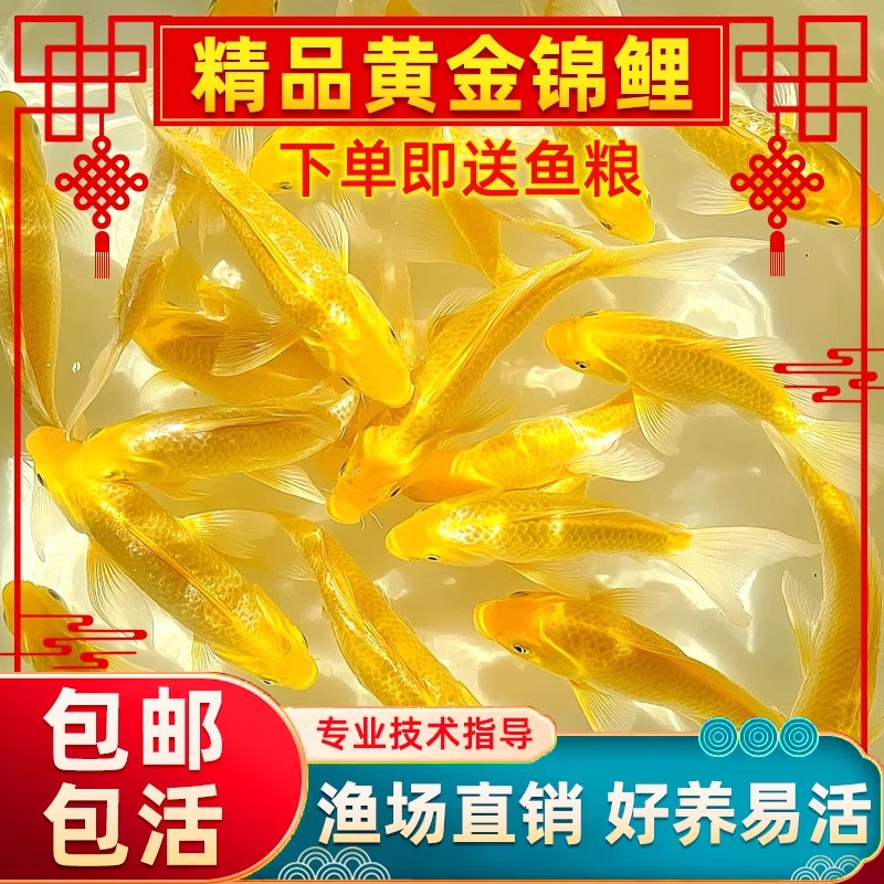 招财锦鲤鱼观赏鱼冷水淡水鱼苗好养耐活