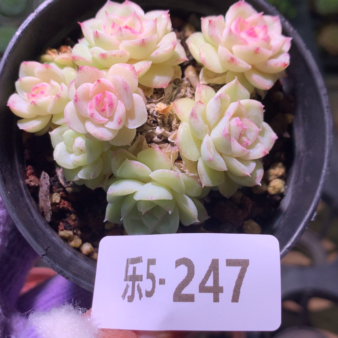 乐然 5-247 白天鹅群 