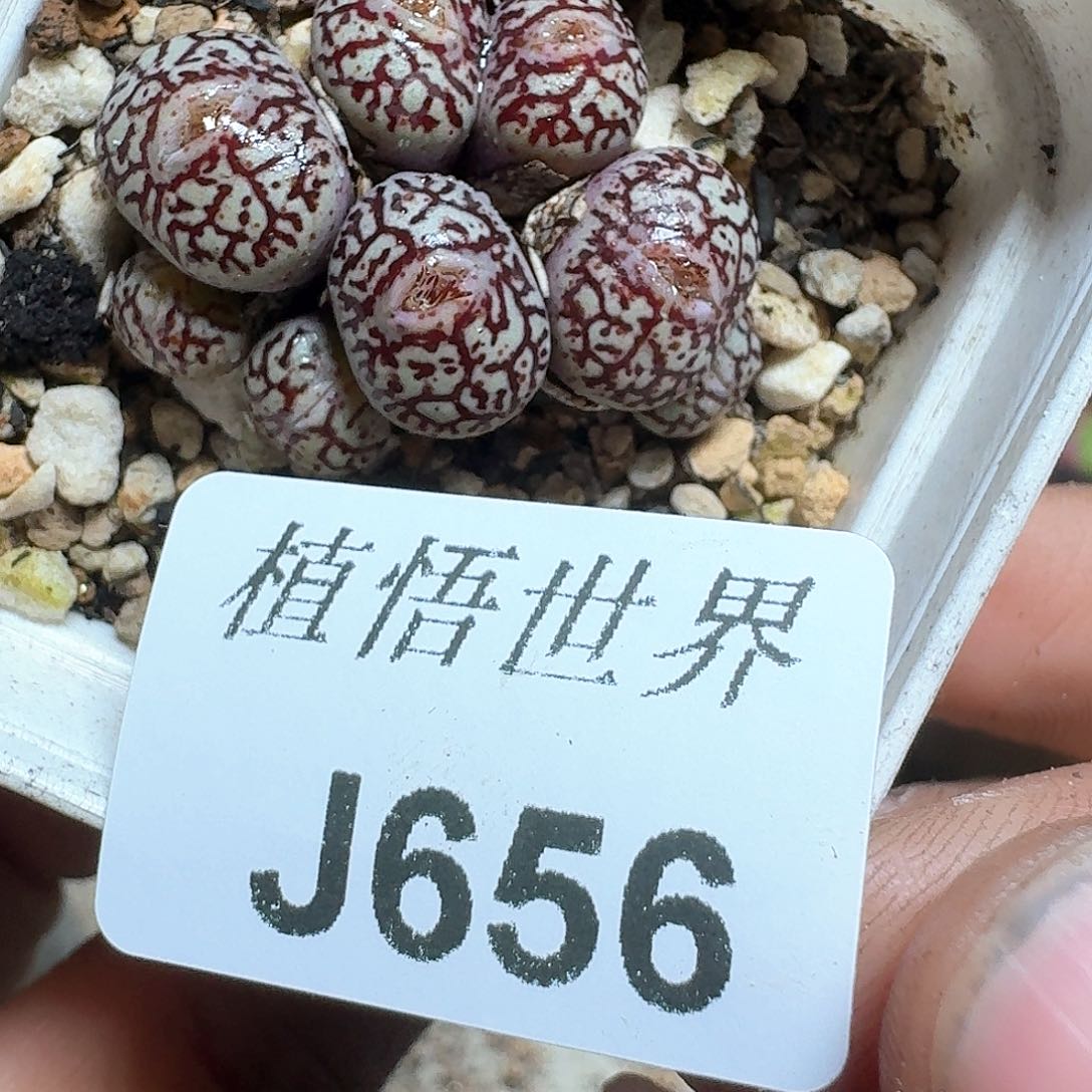 656号多肉植物哇d c