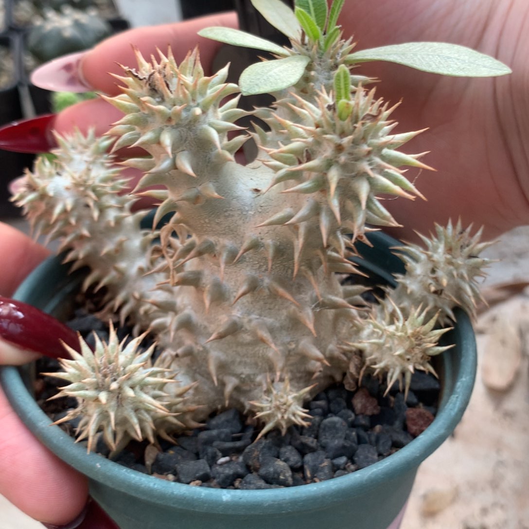 惠比杂实生带盆发货