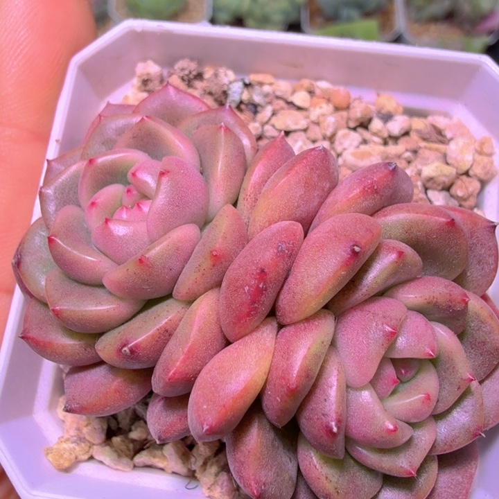 太平鸟开播福利特