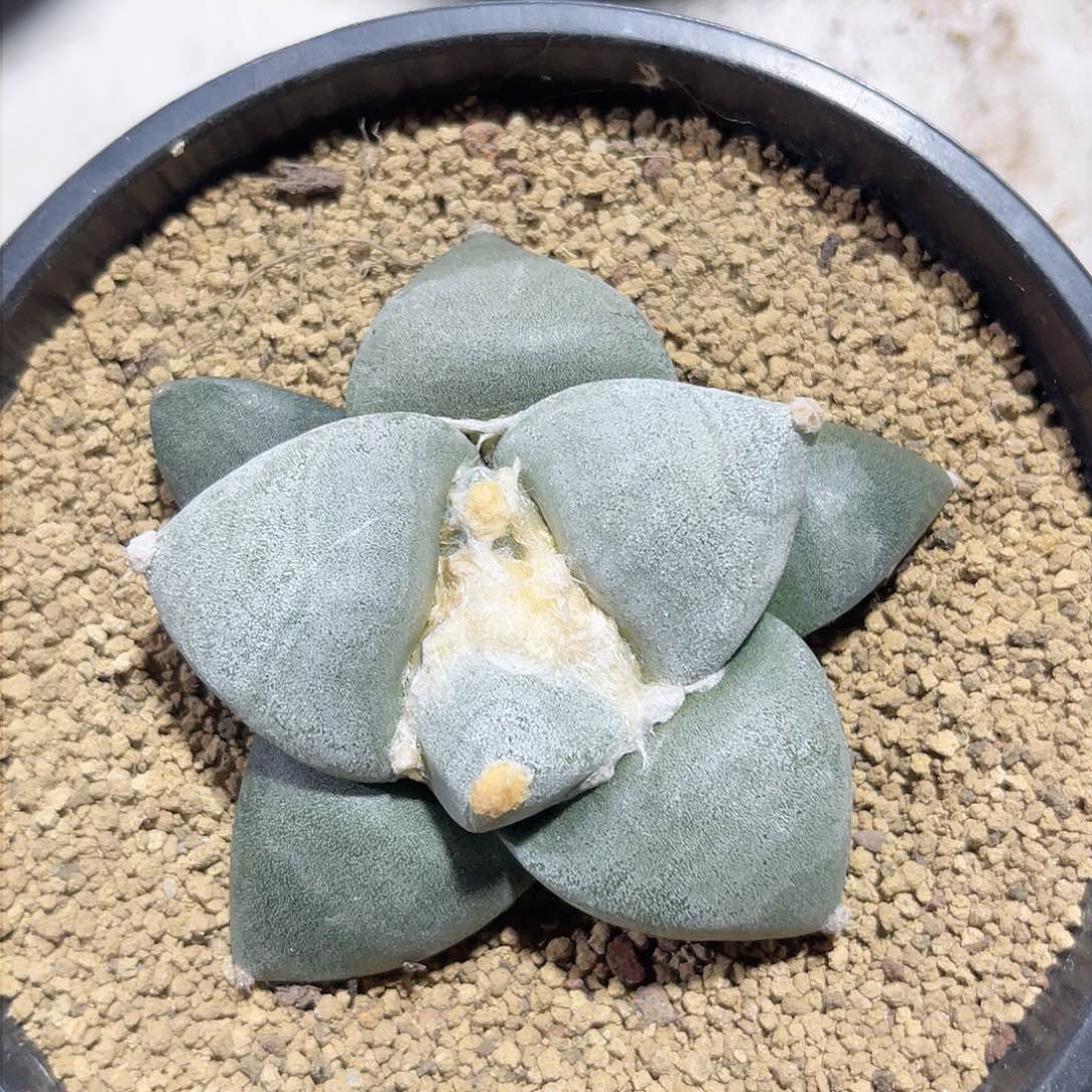 仙人球仙人球开花