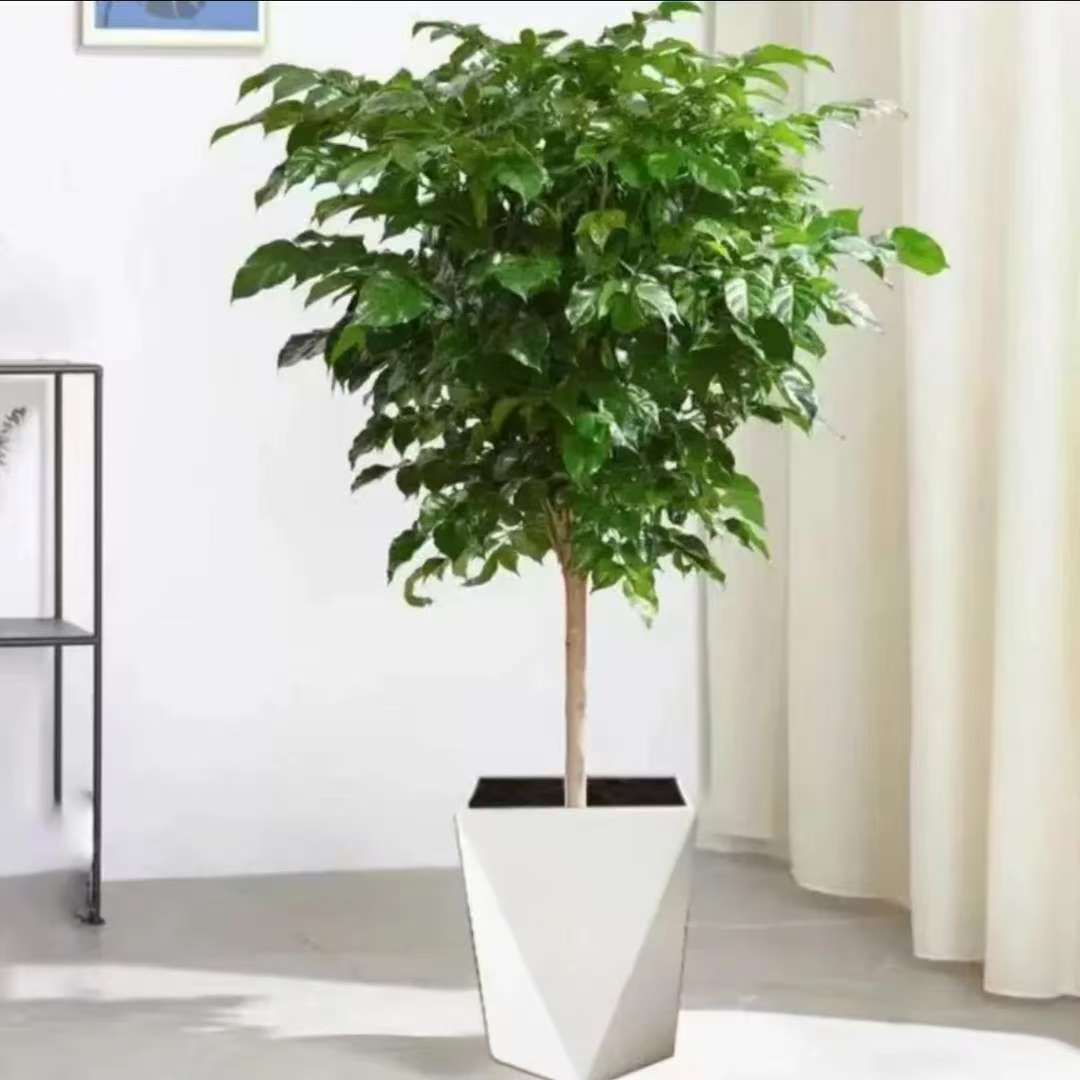 70 - 80cm带盆棒棒糖幸福树室内净化空气四季常青绿植盆栽