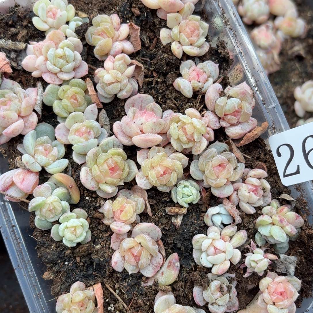 多肉植物多肉植物265