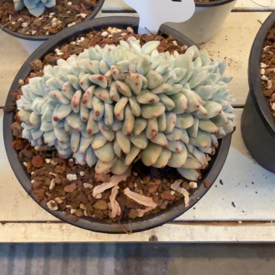 动***波1213-22梦露锦缀化