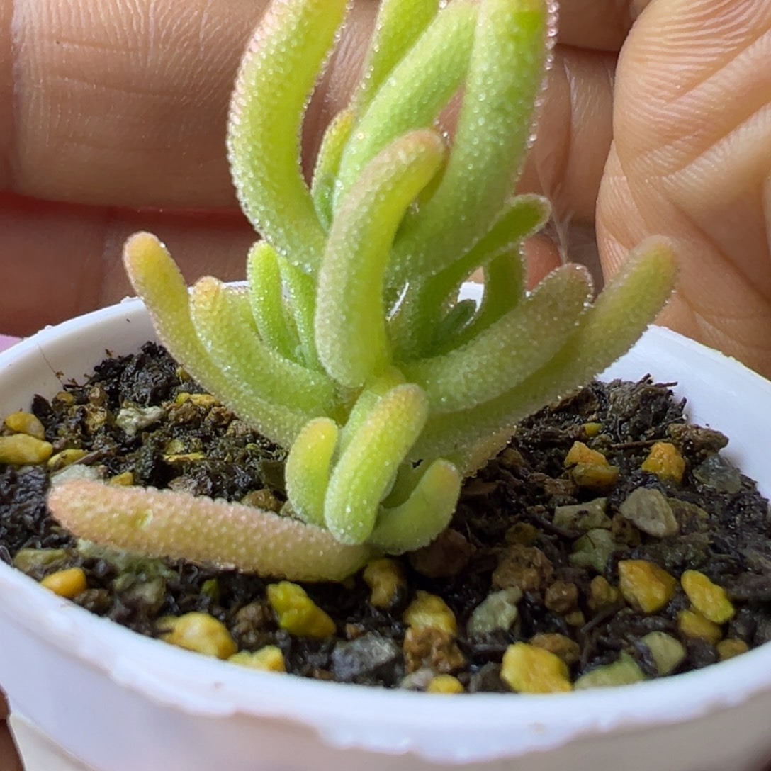 多肉植物枝干红叶黄锦