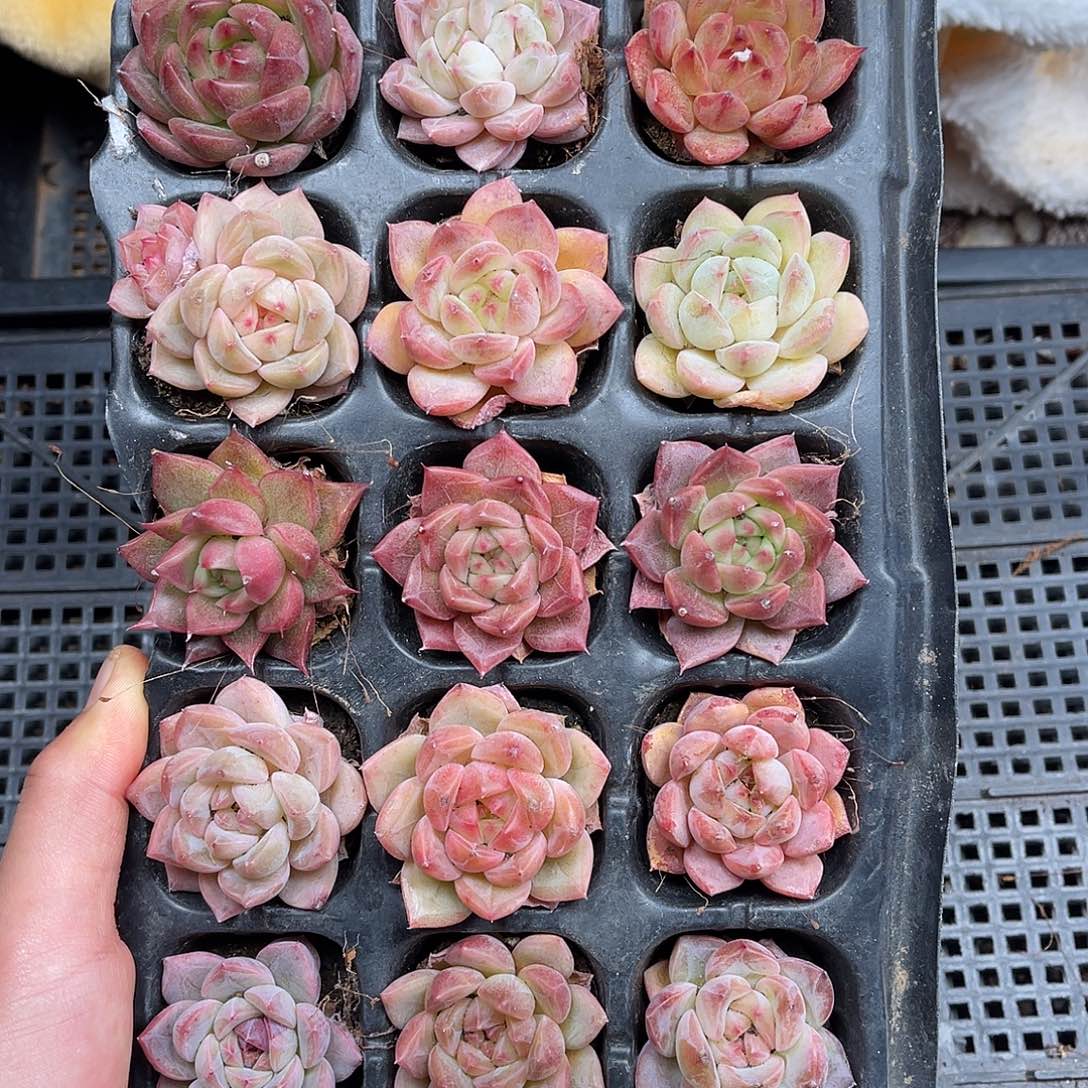 多肉一物一拍1-67