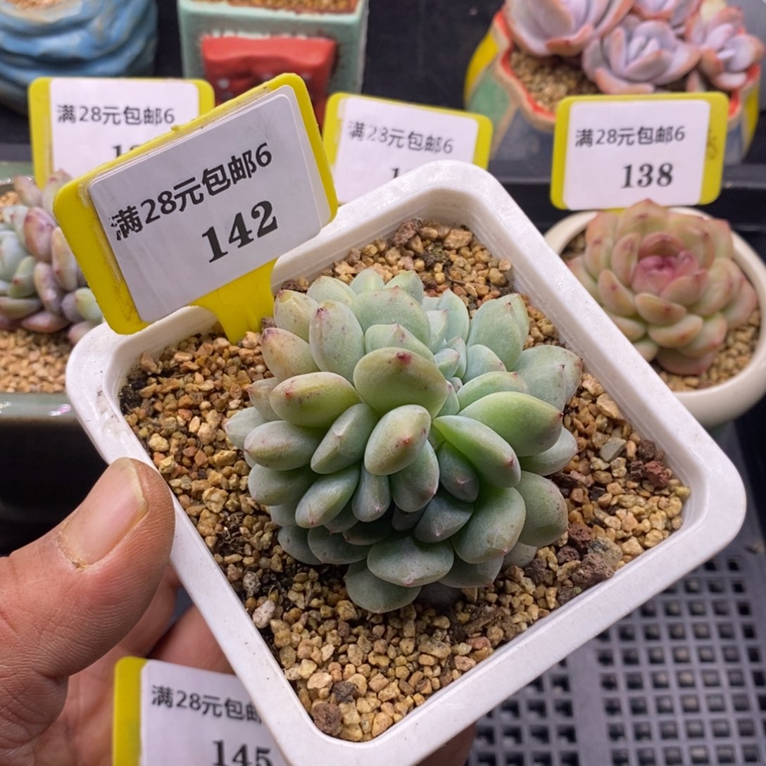 6142石榴仔缀化多肉