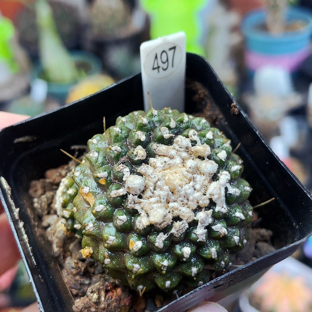 非偏远地区满25包邮仙人球