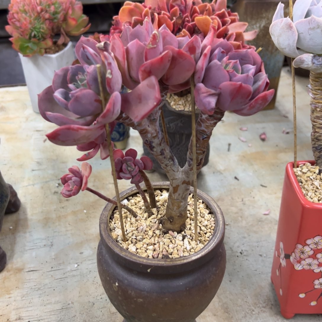 西雾38 零零多肉植物