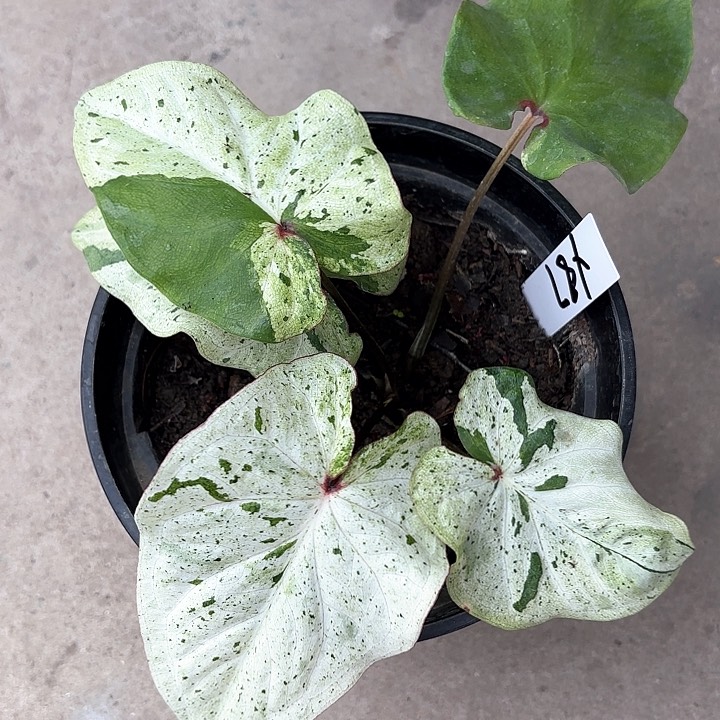 87-0212薄荷糖彩叶芋广东现货