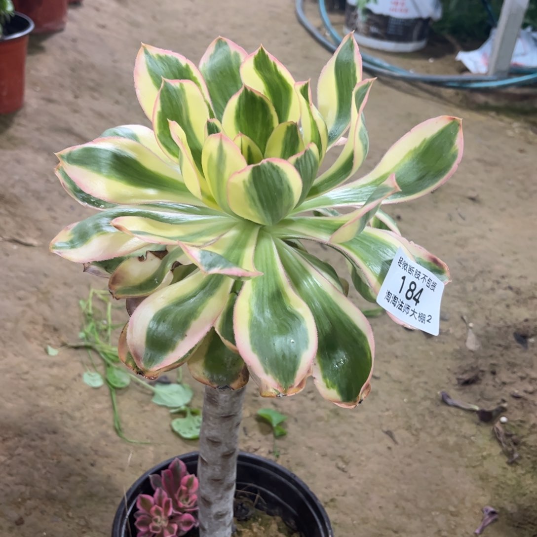 184燕资锦多肉植物法师