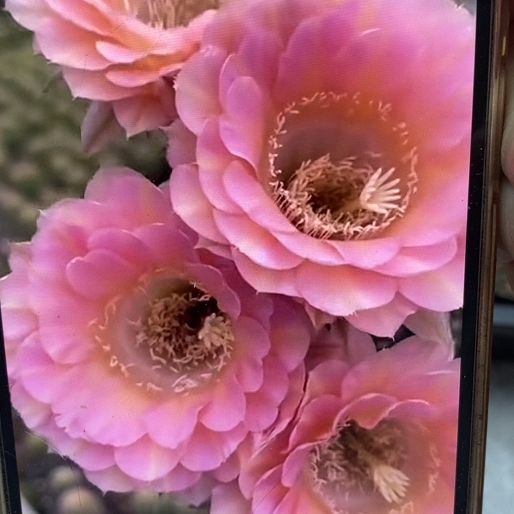 彩草重花7公分左右干皮