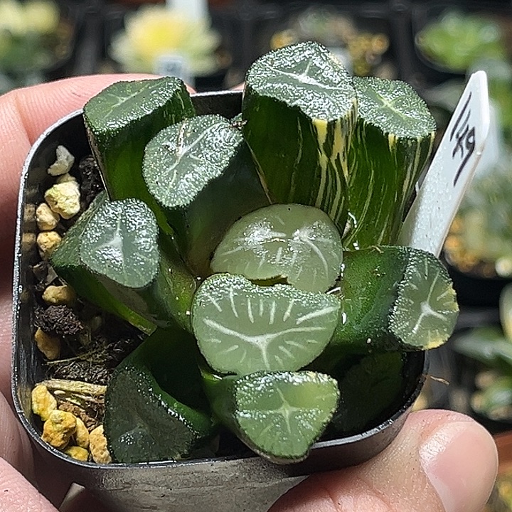 149大窗玉龙万象锦