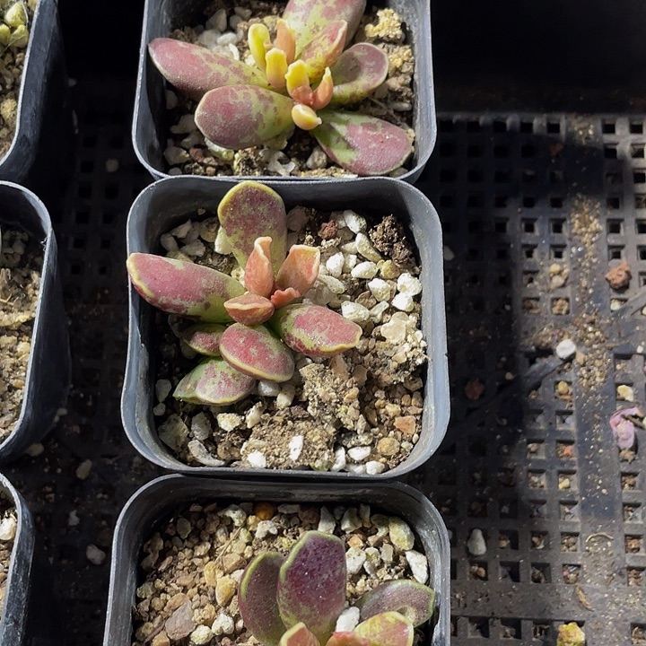 紫库博带盆土发货