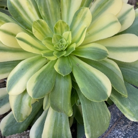 c****n545琉璃拉丝满25包邮多肉