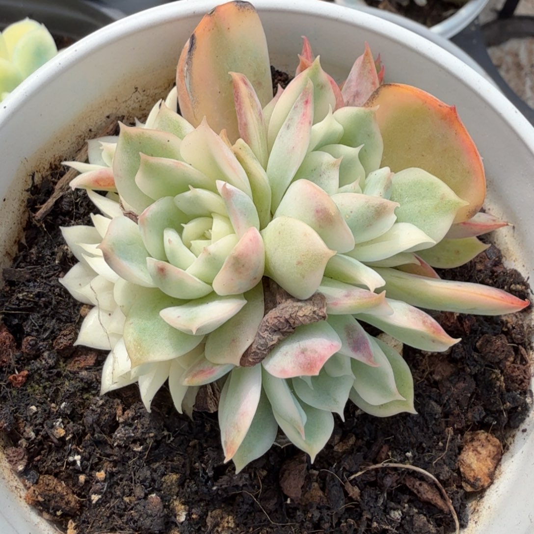 无替品一刻腹欧锦一刻的