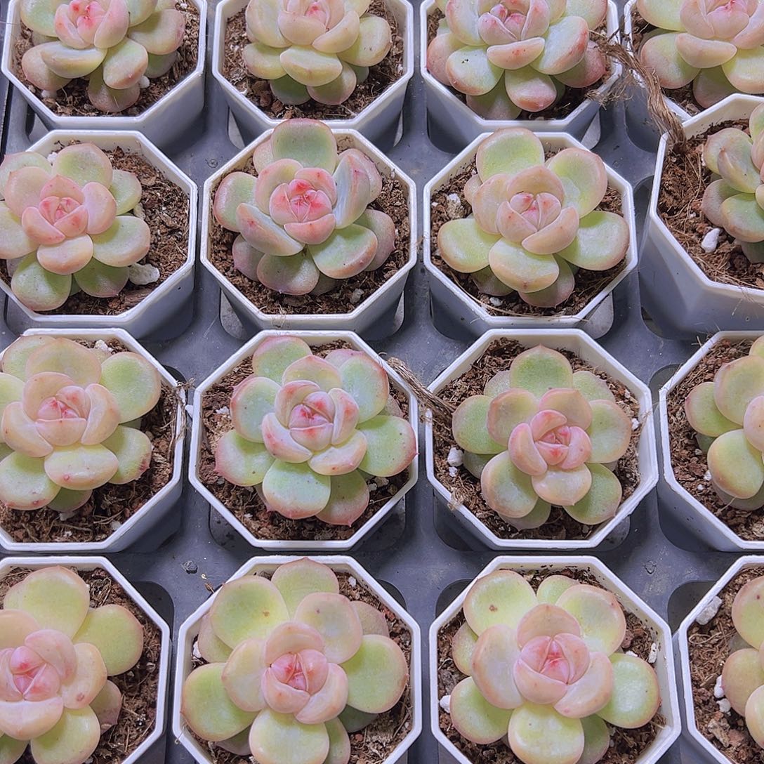 安娜珍妮19包邮多肉植物