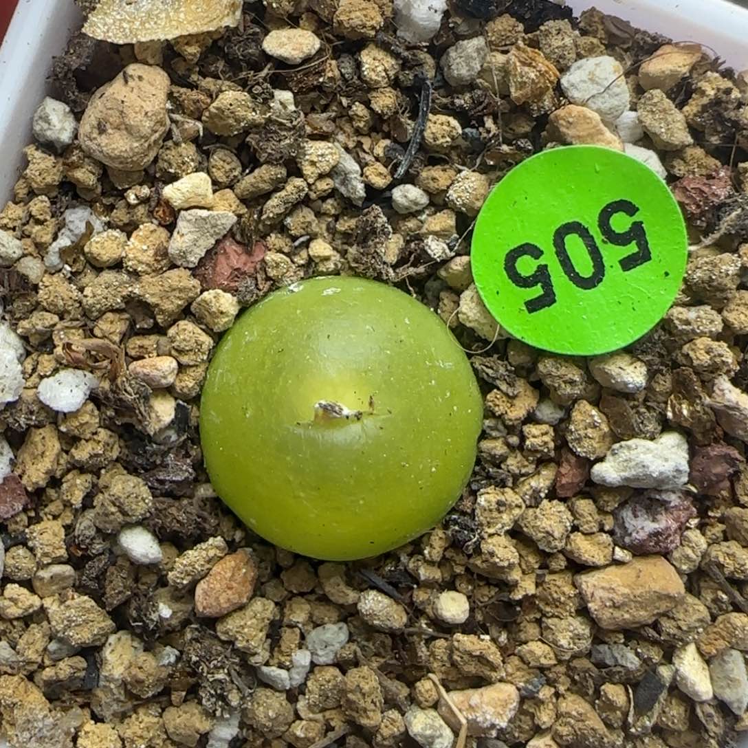 园艺大葫芦1.5多肉505