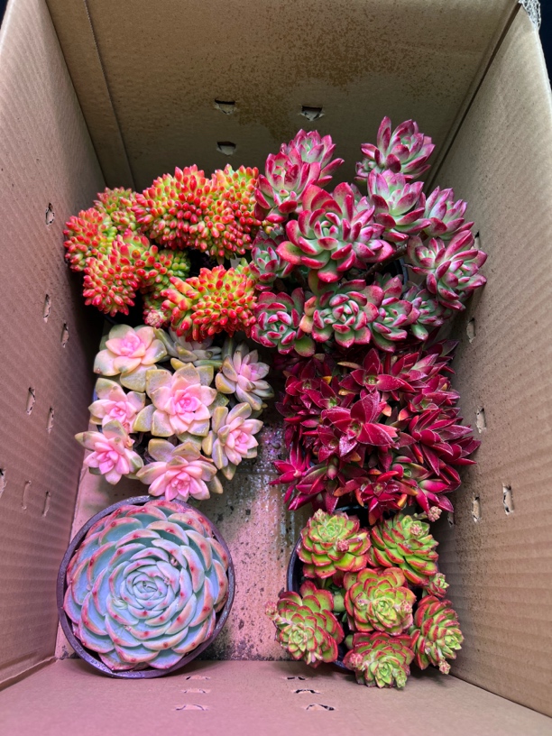 满满一大箱精品多肉。好看新手小白好养