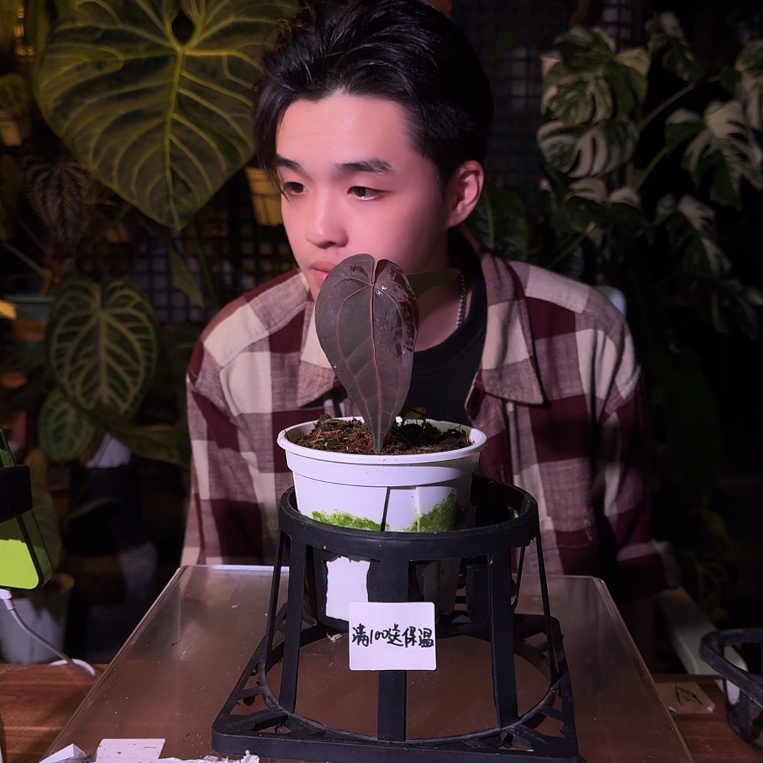 不开花植物G55黑曜石紫水晶