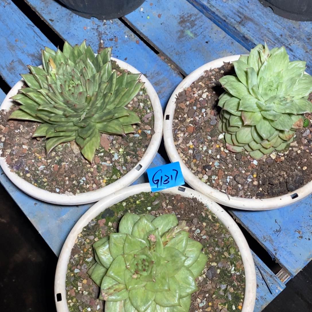 多肉植物多肉植物1317三颗东云三剑客