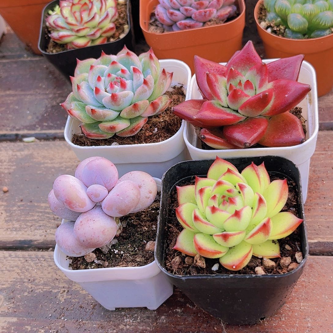 吉娃娃➕原始奶酪➕月亮石➕罗卡