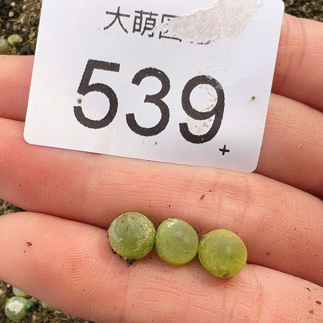 0000539量拍日系红皮拉登1颗尺寸0.7上下