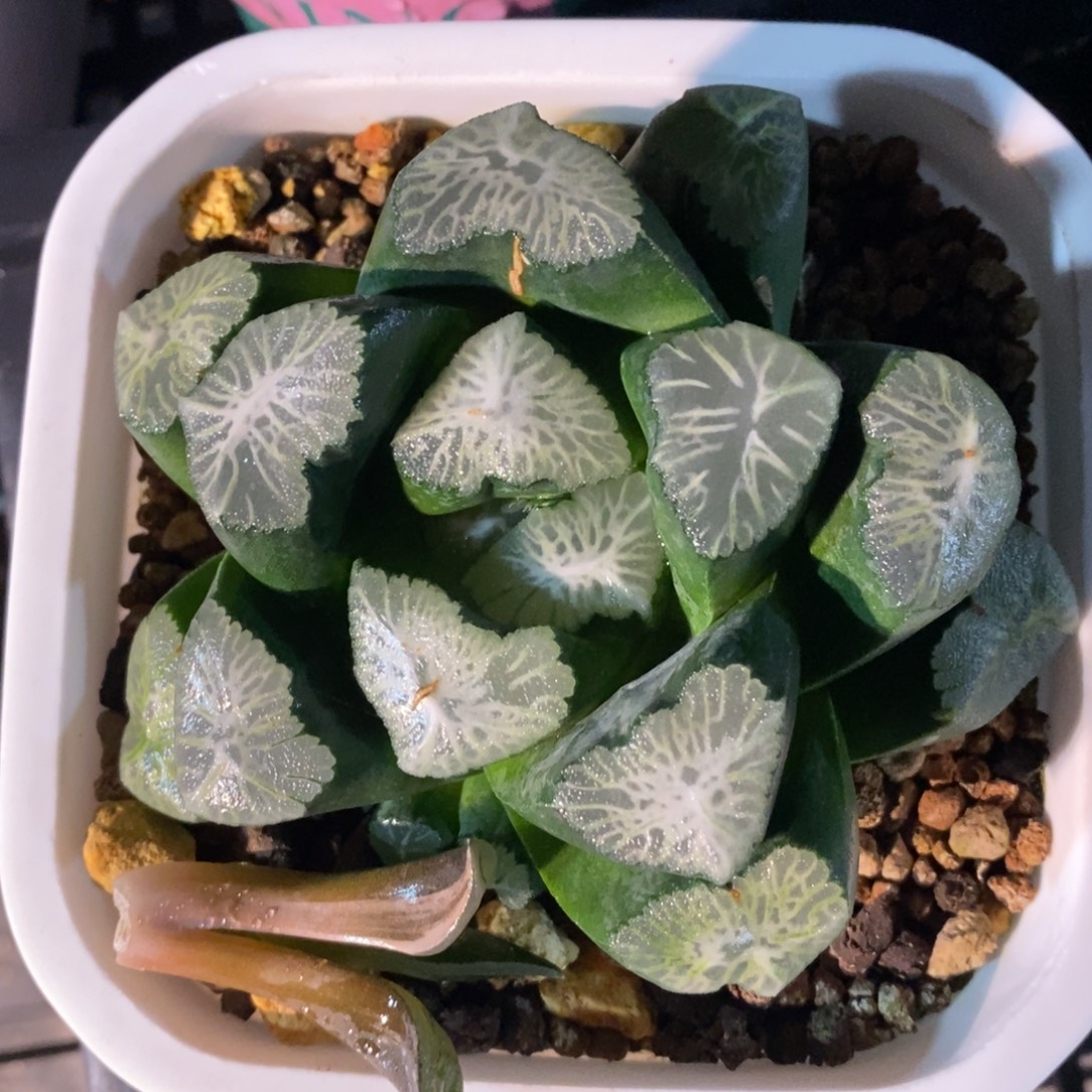 十二卷一颗实生超级万象 