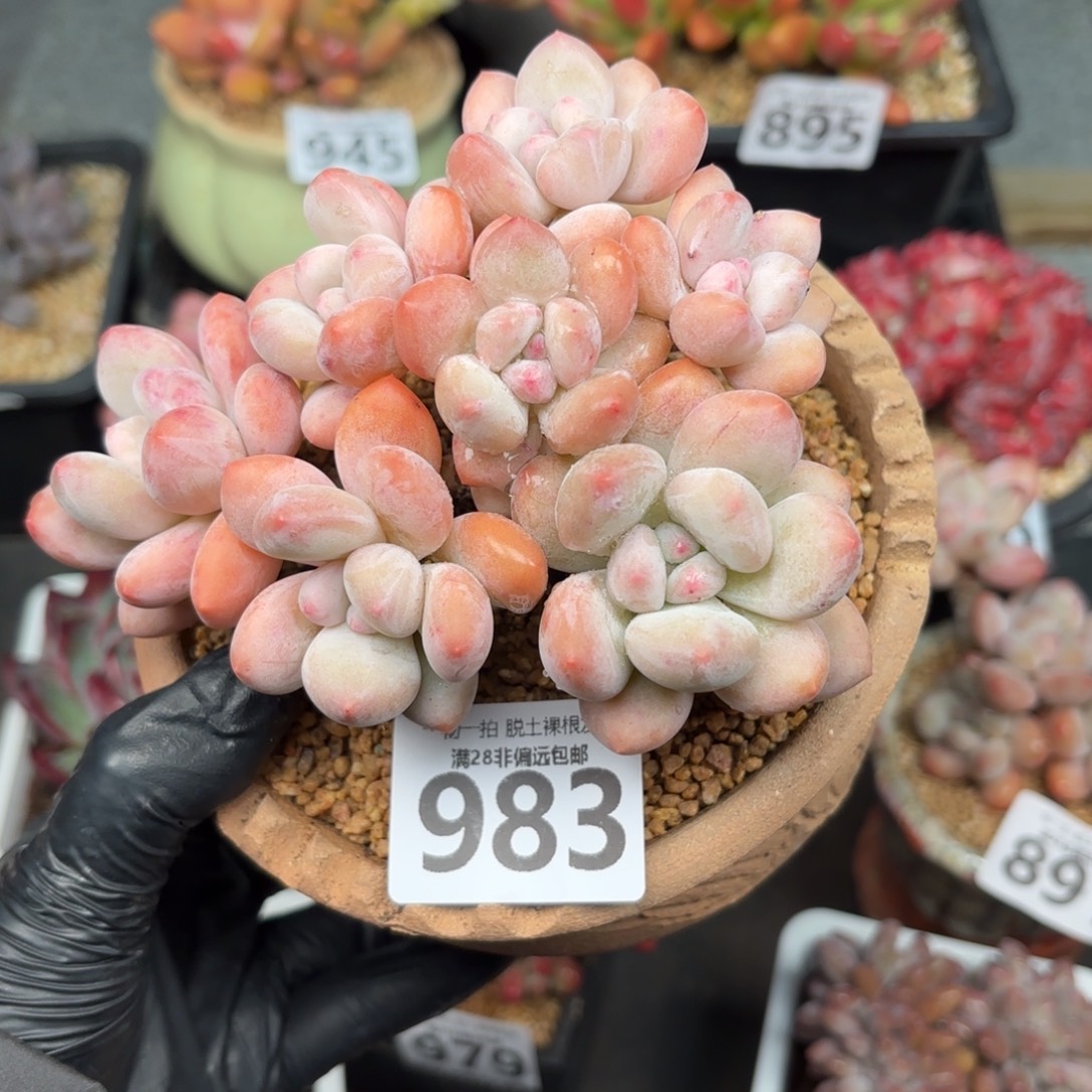 香水老桩无盆土发货