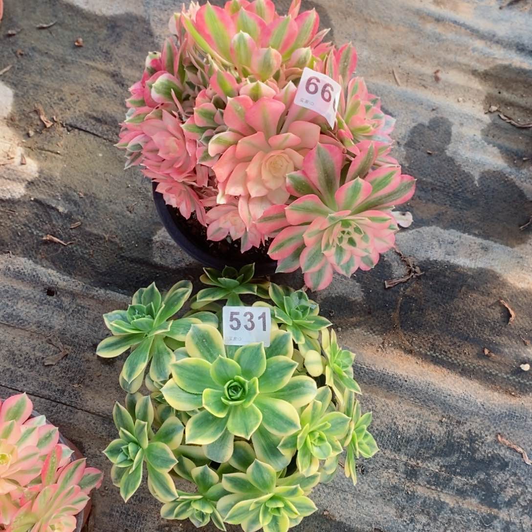 组合660531多肉1111