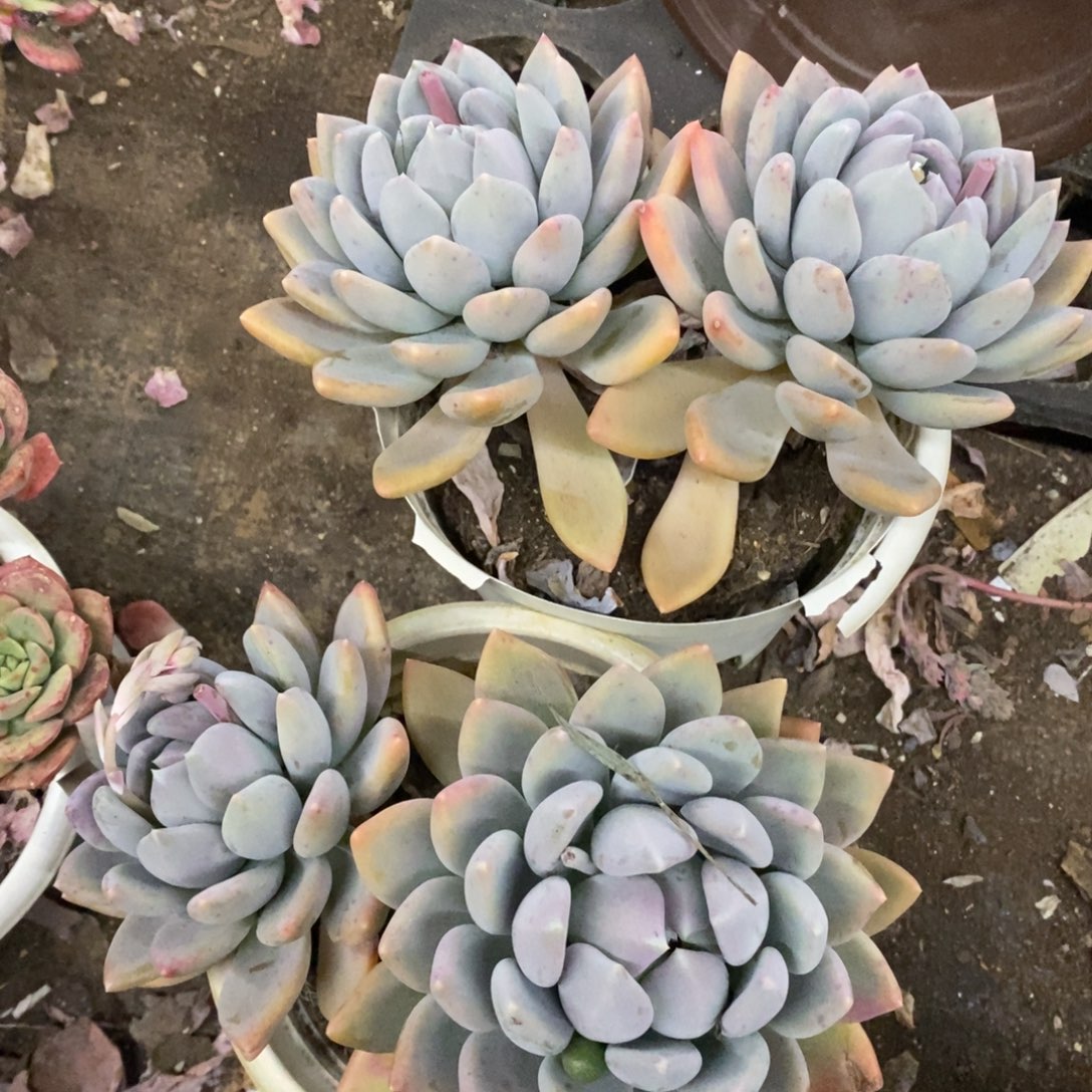 胖美人双头起发两盆