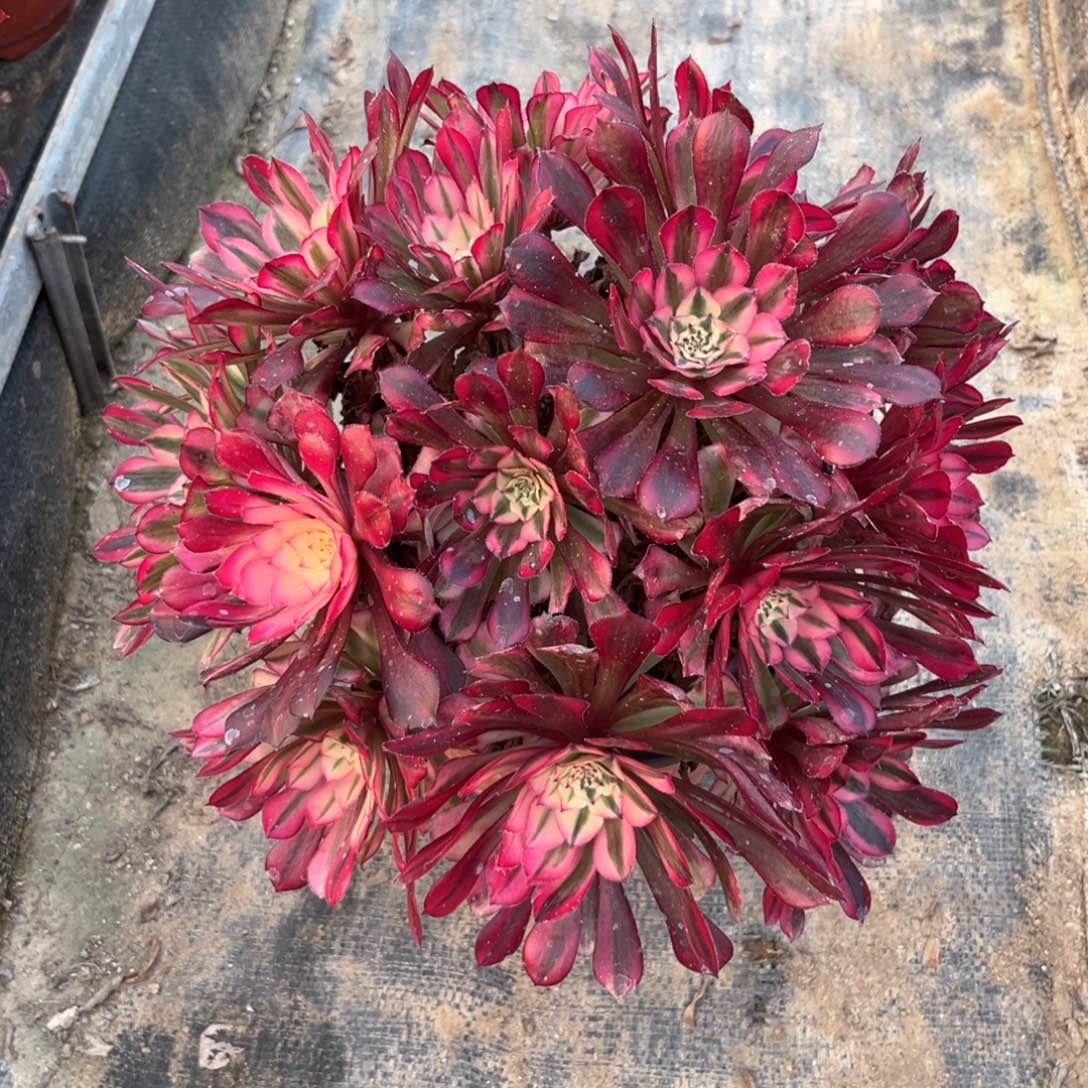 多肉植物红铜白863