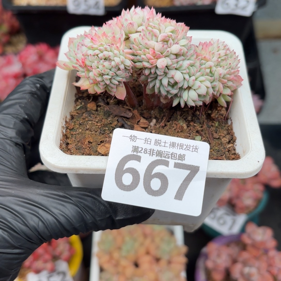 小粉梅缀化无盆土发货