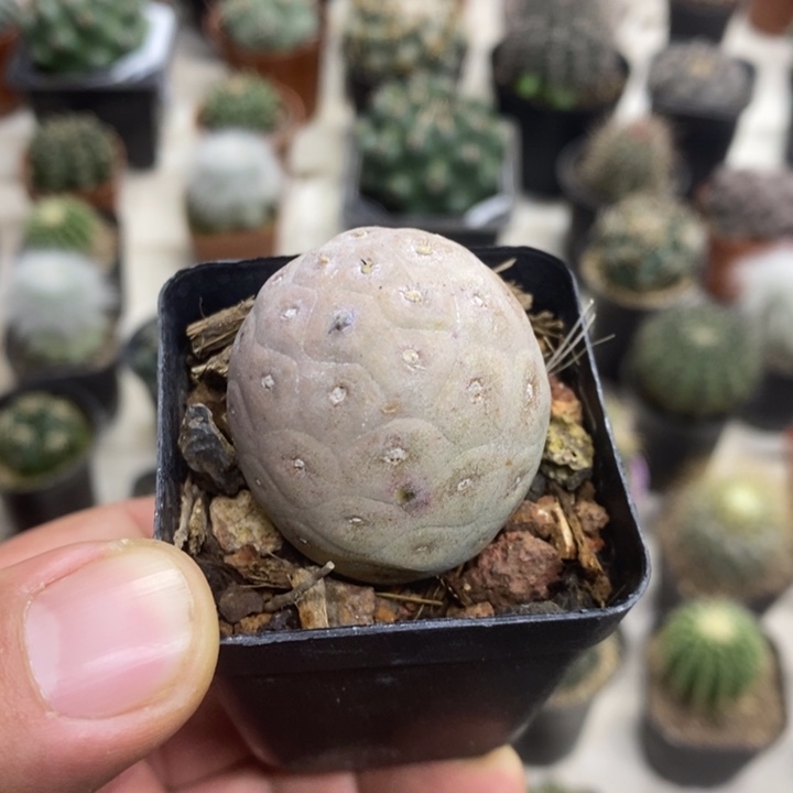 紫皮习志野特价福利