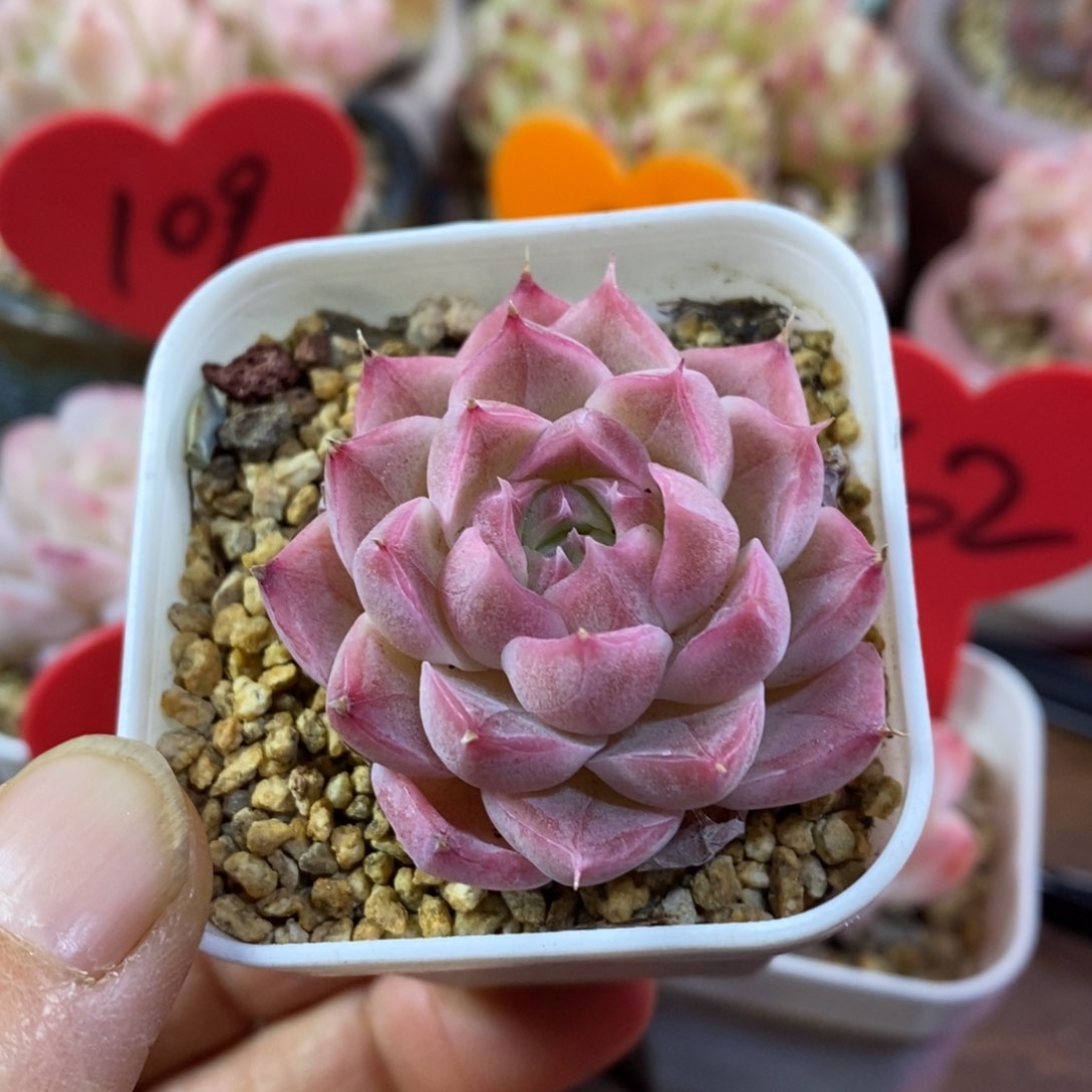 精品多肉一物一拍不包整131