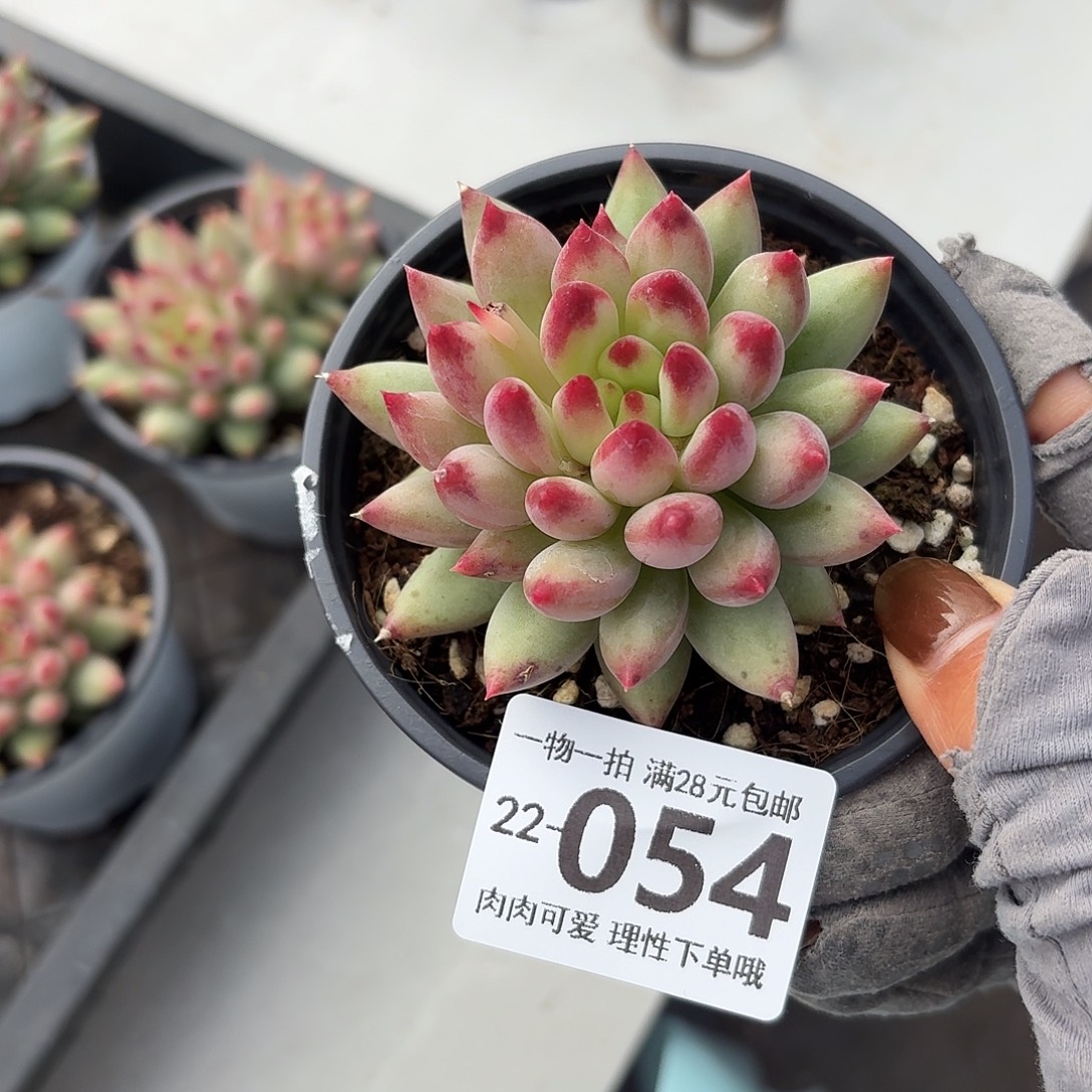 虞美人无盆土发货无