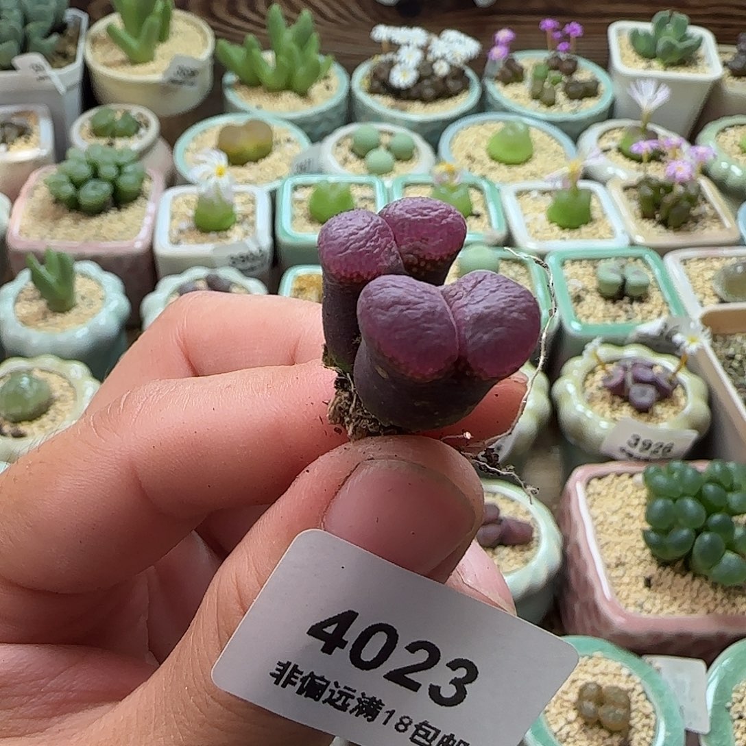 ·***.4023--一物一拍 带