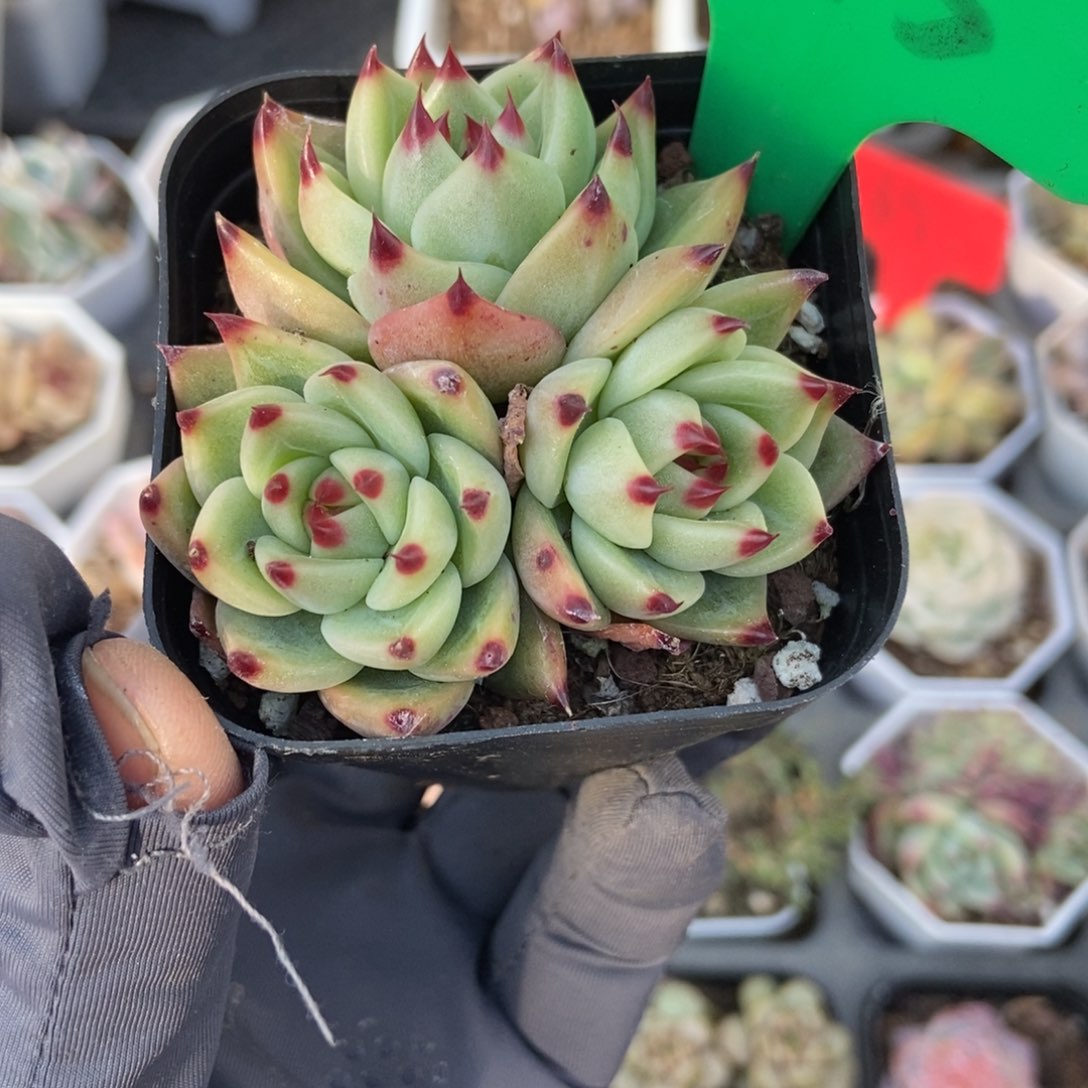 745蓝龙多肉植物保护